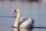 łabędź niemy Cygnus olor