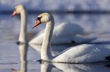 łabędź niemy Cygnus olor