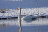 łabędź niemy Cygnus olor