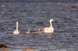 łabędzie nieme z pisklętami, Cygnus olor