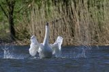 łabędź niemy Cygnus olor