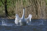 łabędź niemy Cygnus olor