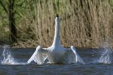 łabędź niemy Cygnus olor