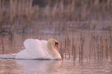 łabędź niemy Cygnus olor, samiec