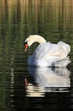 Łabędź niemy Cygnus olor