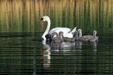 Łabędź niemy Cygnus olor, z pisklętami