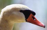 łabędź niemy Cygnus olor, portret