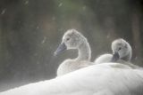 Łabędź niemy, Cygnus olor, pisklęta w deszczu