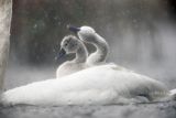 Łabędź niemy, Cygnus olor, pisklęta w deszczu