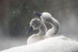 Łabędź niemy, Cygnus olor, pisklęta w deszczu