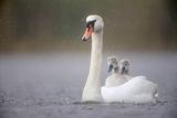 Łabędź niemy, Cygnus olor, pisklęta na grzbiecie rodzica w deszczu