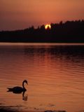 łabędź niemy, Cygnus olor, Wigierski Park Narodowy, jezioro Wigry