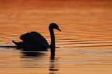 łabędź niemy, Cygnus olor