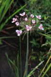 Łączeń baldaszkowaty, Butomys umbellatus