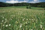 Łąka, mniszki lekarskie mlecze) , Bieszczady