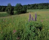 Bieszczady łąka koło wsi żłobek