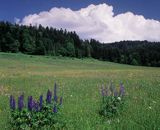 Bieszczady łąka pod Jawornikami