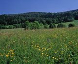 Bieszczady łąka pod Jawornikami