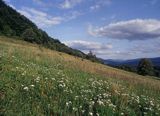 łąka z krwawnikami na stoku Połoniny Caryńskiej, Bieszczady