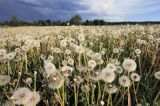 dmuchawce, mniszek lekarski, Taraxacum officinale