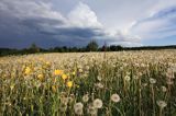 dmuchawce, mniszek lekarski, Taraxacum officinale