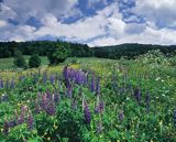 łąka z łubinami pod Jawornikami, Bieszczady