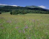 Bieszczady łąka pod Tarnicą