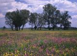 Łąka na Ponidziu, jaskry i firletki, Nadnidziański Park Krajobrazowy