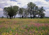 Łąka na Ponidziu, jaskry i firletki, Nadnidziański Park Krajobrazowy