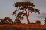 Sosna na wyspie Langon koło Kotka, Finlandia, Zatoka Fińska