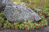 Cornus canadensis, dereń kanadyjski, Finlandia