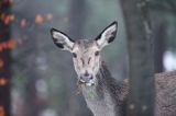 łania, Cervus elaphus, samica, jeleń karpacki, jeleń szlachetny