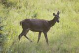 łania Cervus elaphus