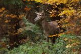 łania, jeleń szlachetny, europejski, Cervus elaphus elaphus jeleń karpacki