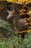 łania, jeleń szlachetny, europejski, Cervus elaphus elaphus jeleń karpacki