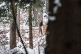 łania, jeleń szlachetny, europejski, Cervus elaphus elaphus jeleń karpacki