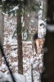 łania, jeleń szlachetny, europejski, Cervus elaphus elaphus jeleń karpacki