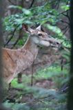 łania, jeleń szlachetny, europejski, Cervus elaphus elaphus jeleń karpacki, bieszczadzki