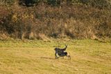 łania, jeleń szlachetny, europejski, Cervus elaphus elaphus jeleń karpacki z ssącym młodym