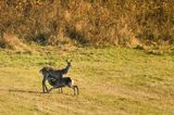 łania, jeleń szlachetny, europejski, Cervus elaphus elaphus jeleń karpacki z ssącym młodym