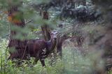 łania, jeleń szlachetny, europejski, Cervus elaphus elaphus jeleń karpacki