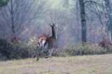 łanie, jeleń szlachetny, europejski, Cervus elaphus elaphus jeleń karpacki, bieszczadzki