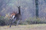 łanie, jeleń szlachetny, europejski, Cervus elaphus elaphus jeleń karpacki, bieszczadzki