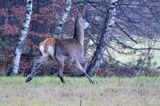 łania, jeleń szlachetny, europejski, Cervus elaphus elaphus jeleń karpacki, bieszczadzki