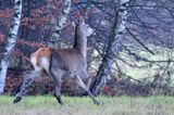 łania, jeleń szlachetny, europejski, Cervus elaphus elaphus jeleń karpacki, bieszczadzki