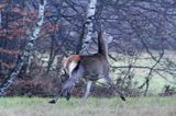 łania, jeleń szlachetny, europejski, Cervus elaphus elaphus jeleń karpacki, bieszczadzki