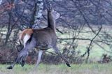 łania, jeleń szlachetny, europejski, Cervus elaphus elaphus jeleń karpacki, bieszczadzki