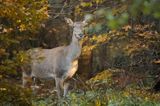 łania, jeleń szlachetny, europejski, Cervus elaphus elaphus jeleń karpacki