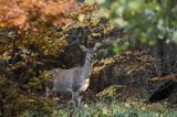 łania, jeleń szlachetny, europejski, Cervus elaphus elaphus jeleń karpacki