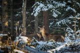 łania, jeleń szlachetny, europejski, Cervus elaphus elaphus jeleń karpacki